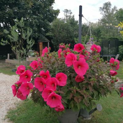 jardin